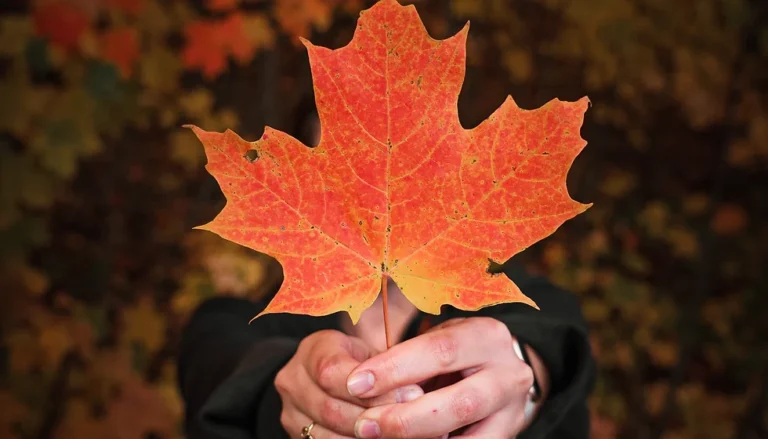 New initiatives to solve the labour shortage in Canada